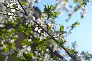 spring flowers